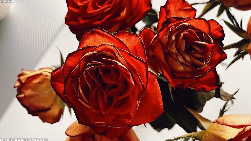 护肤成分全解析:科学分类与精准搭配指南